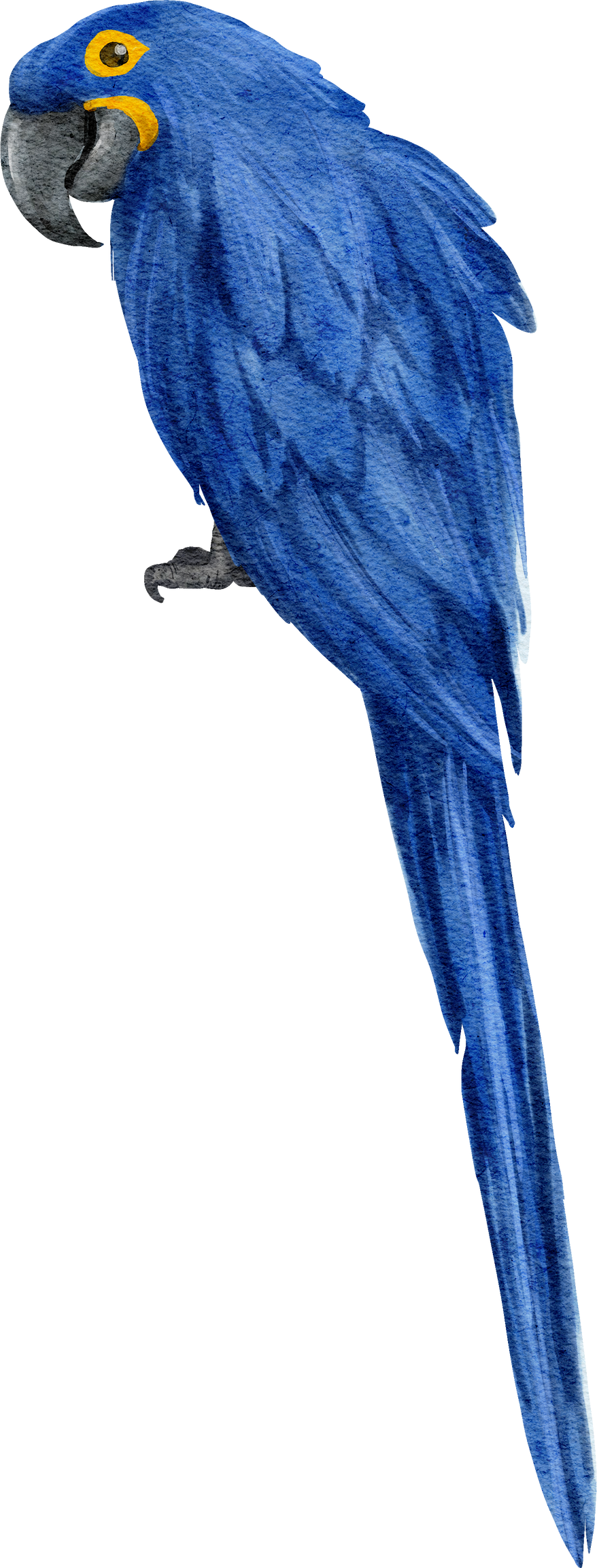 Watercolor Blue Macaw Illustration